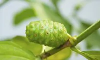 Superfoods You May Never Have Heard Of: And Some You Probably Have but May Not Have Tried