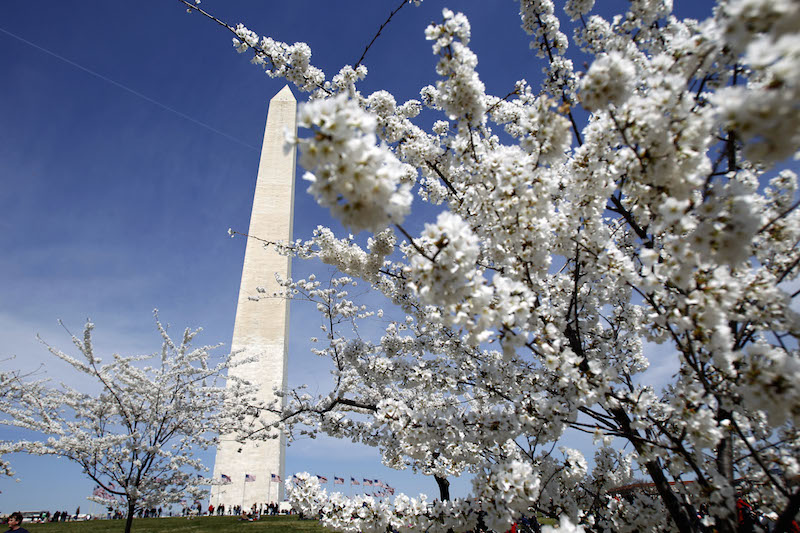 The 2014 National Cherry Blossom Festival is Going on Now