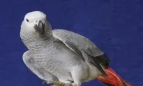 Fair-Minded Birds