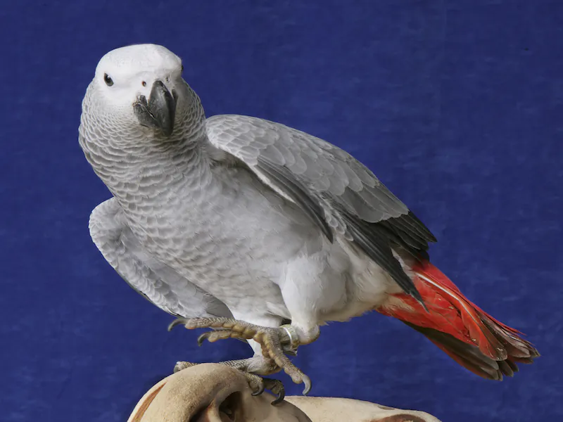 African Grey Parrot
(shutterstock*)