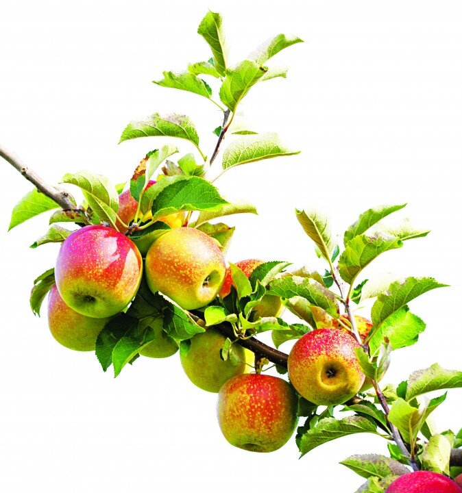 Apples are natural detoxifiers.(Peterfactors/photos.com)