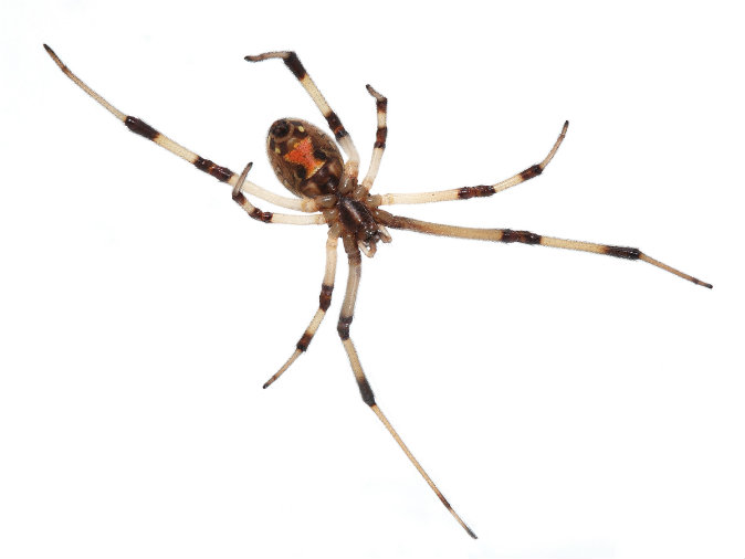 Brown Widow