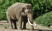 Poacher’s Ghost Returns: New Gang Copies Retrieval of Elephant Tusks