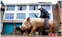 Video: Farmer Rides Giant Pig to Town in China