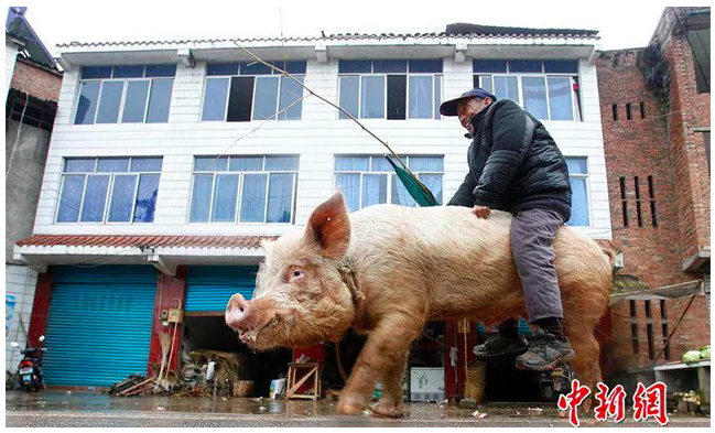 Video: Farmer Rides Giant Pig to Town in China