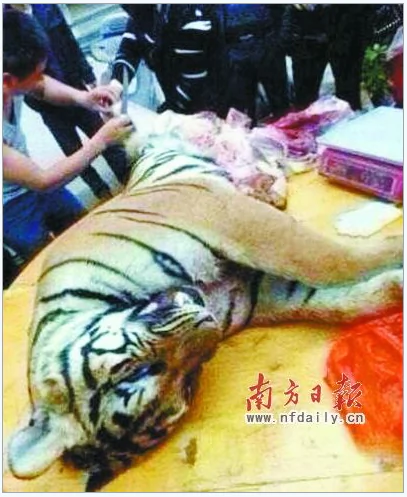 A dead tiger being butchered in China. (Screenshot/Sina News)