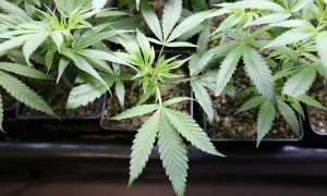 Sugar Worse Than Pot? New Poll Finds More Americans Think So