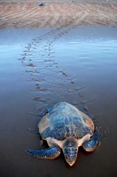  In this photograph taken on March 8, 2011, an Olive Ridley Turtle returns to the sea covered in sand after laying eggs on Rushikulya Beach, some 140 kilometres (88 miles) south-west of Bhubaneshwar. ((STRDEL/AFP/Getty Images)