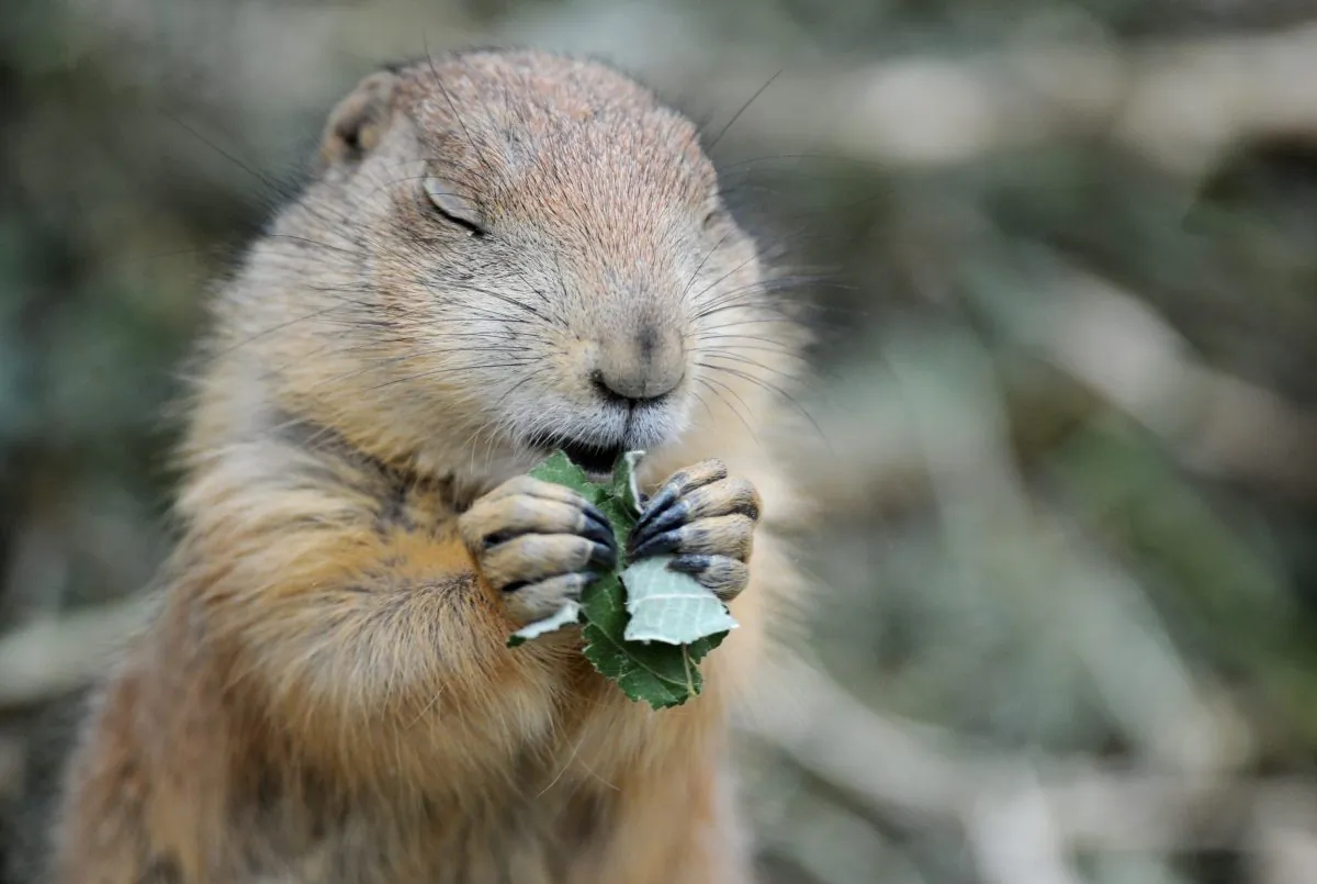 A prairie dog is a type of ground squirrel that is a common visitor to urban backyards in Canada. (Julian Stratenschulte/AFP/Getty Images) 