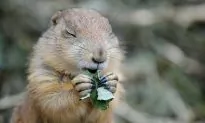 Welcoming Nature While Protecting Our Homes From Wildlife