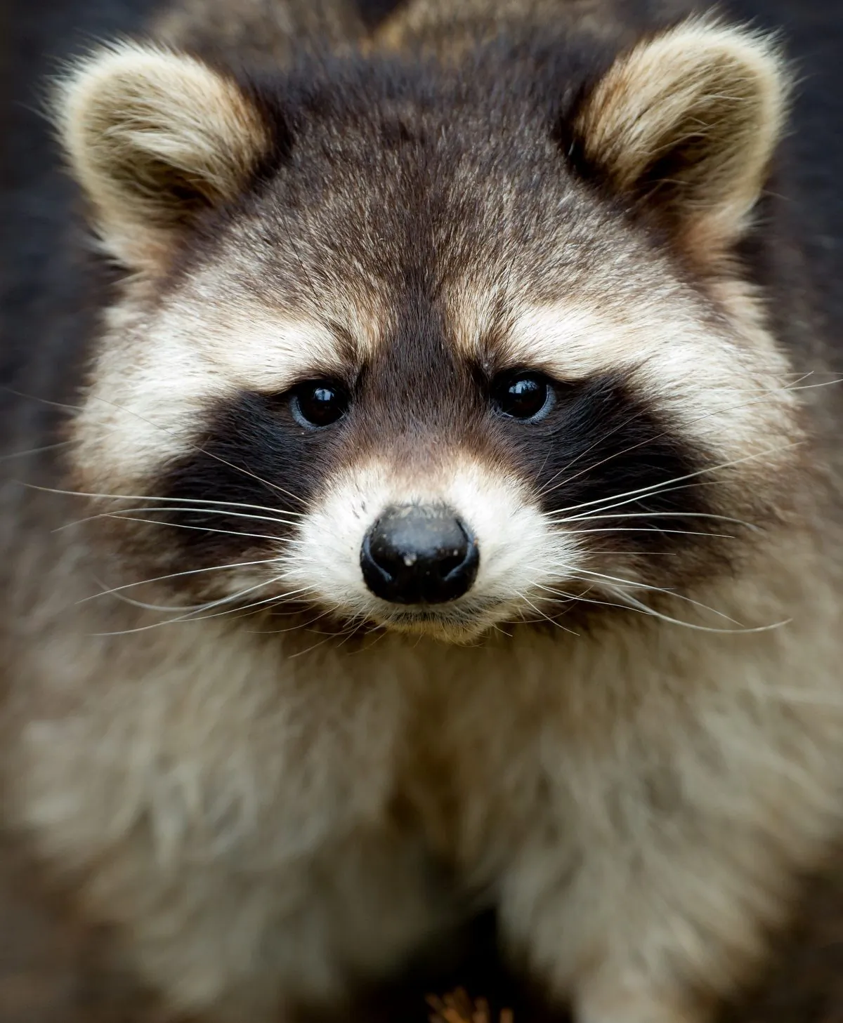 A raccoon is seen in its enclosure at the Schwarze Berge wildlife park in Hamburg, northern Germany, on Feb. 28, 2013. (Sven Hoppe/AFP/Getty Images) 