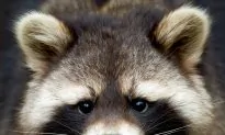 Man Faces Backlash for Shouting at Stowaway Raccoon to Get Off His Boat