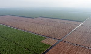 Indonesia Politician Imprisoned for Illegal Logging Permits