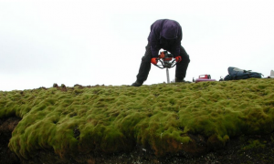 Ancient Moss Revived: Last Time it Grew Was 450 A.D.