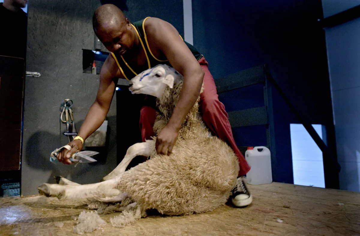 Zweliwile Hans of South Africa participates during the Golden Shears World Championship in Bjerkreim, Oct. 4, 2008. This year's competition is short 1,000 sheep and is asking Irish farmers for help. (Daniel Sannum-Lauten/AFP/Getty Images)