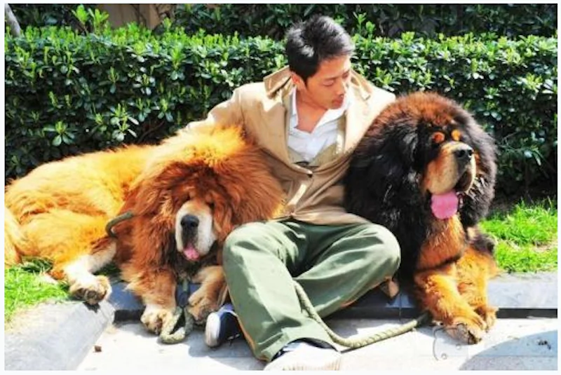 A dog carer says goodbye to two male Tibetan mastiffs purchased at a luxury pet expo on March 19. The male on the left was reportedly sold for almost $2 million, and could be the world's most expensive dog. (Screenshot/Qianjiang Evening News)