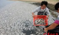 Foods Everyone Should Avoid in China