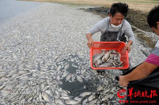 Thousands of fish have died in a lake in Shenzhen, Guangdong Province, in October 2013, probably due to pollution from sewage and industrial wastewater. Food safety issues have been haunting mainland Chinese for a very long time. (ycwb.com)