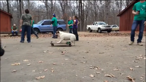 Skateboarding Bulldog? Now That is a Must Watch (Video)