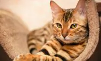 Foot-Long Worms Are Infecting Cats in the US
