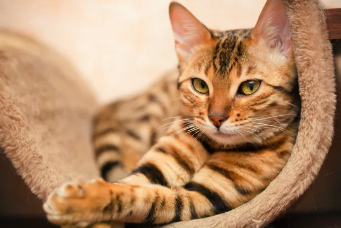 A stock photo of a cat (Shutterstock*)
