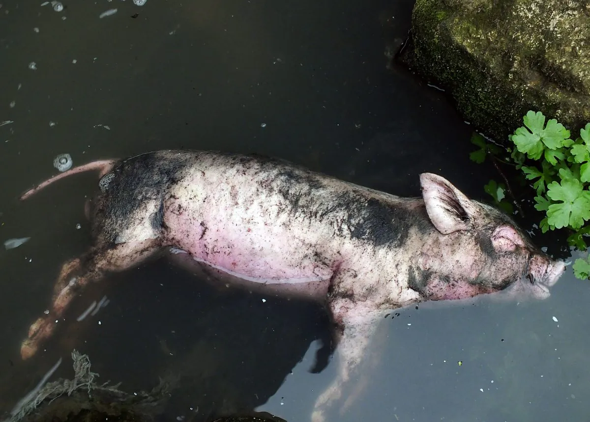 A dead pig lies in a dirty tributary of the Yangtze River in Yichang of central China's Hebei province on March 12, 2013. Many dead pigs were found in different cities of China in recent years. (STR/AFP/Getty Images)