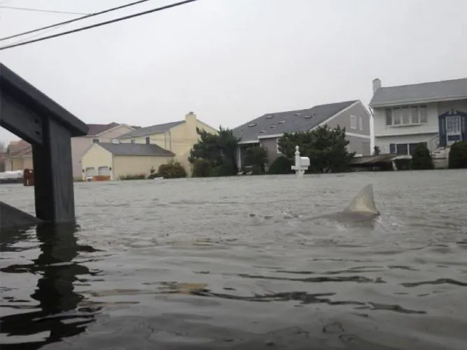 Shark in flood waters after Hurricane Sandy (The Conversation)