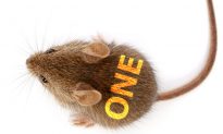 Take Away This One Gene and Mice Live Long and Lean