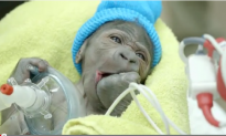 It Was Rough, But He Made It! Baby Gorilla Born by Rare C-Section at San Diego Zoo (Video)