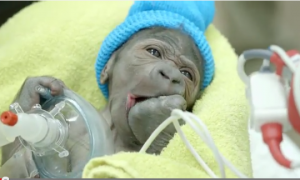  It Was Rough, But He Made It! Baby Gorilla Born by Rare C-Section at San Diego Zoo (Video)