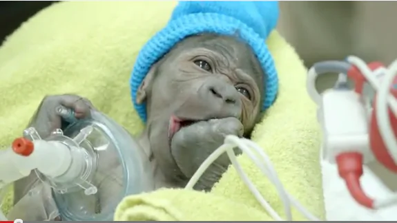 It Was Rough, But He Made It! Baby Gorilla Born by Rare C-Section at San Diego Zoo (Video)