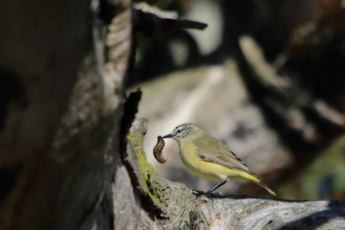 A yellow rumped thornbill, eating a grubs in the Australian Outback. (Shutterstock*)