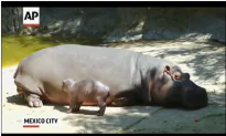 Watch: Baby Hippo Debuts at Mexico City Zoo