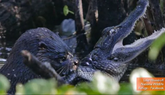 Otter Attacks, Eats Alligator