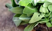 Growing Sage? Learn More About Its Uses and Fascinating History Here