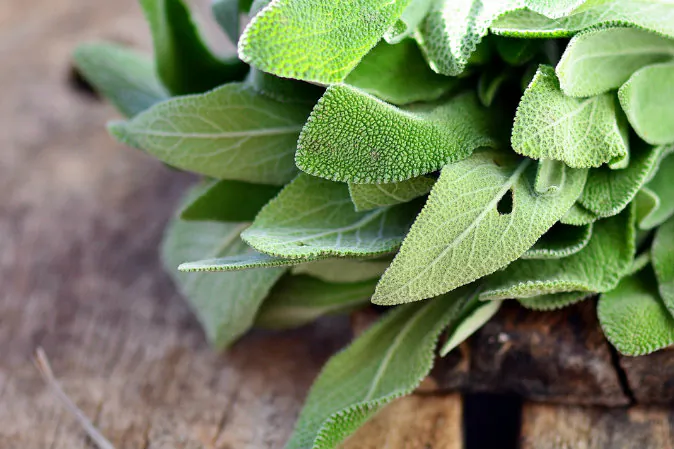 Sage (Shutterstock*)