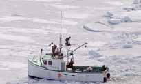 Animal Rights Groups Slam Seal Hunt Bill