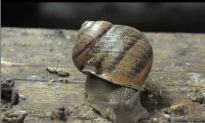 Escargot Could Face Extinction in France if Invasive Flatworm Gets its Way
