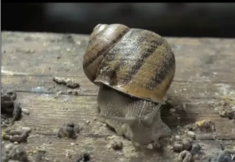 Escargot Could Face Extinction in France if Invasive Flatworm Gets its Way