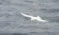 Scent That Guides Seabirds Keeps Climate Cool, Too