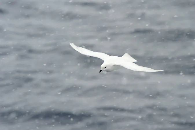 Snow petrel (Shutterstock*)