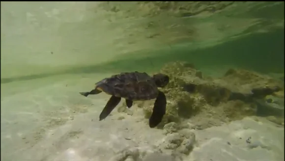 Staff from California’s Oceanic Society nursed this injured Hawksbill turtle back to health (Screenshot)