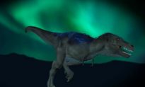 New Dinosaur, Tiny Relative of Tyrannosaurus Rex, Uncovered in Arctic