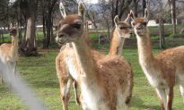 When Rewilding Isn’t Mad: Guanacos Can Transform the Espinal of Chile