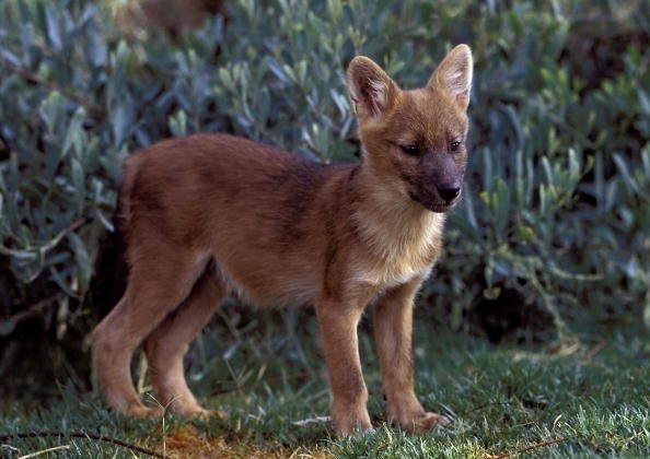 A three-month-old male Dhole pup named Nicolai is seen at the San Diego Zoo May 21, 2003 in San Diego, California. (Photo by Ken Bohn/Zoological Society of San Diego/Getty Images)