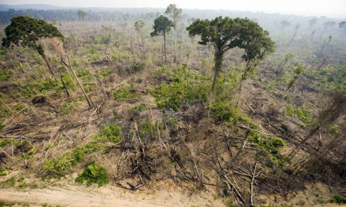 Aerial view of a burnt out sector of the Jamanxim National Forest at an illegal settlement November 29, 2009, in the Amazon state of Para, nothern Brazil. (Antonio Scorza/AFP/Getty Images)