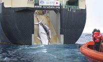 Japan to Continue Hunting Whales in Antartica in 2015
