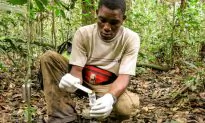 Next Big Idea in Forest Conservation? Connecting Deforestation to Disease