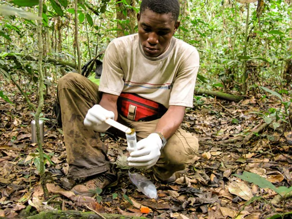 Abel Nzeheke collects samples for analysis (Thomas Gillespie/news.mongabay.com)