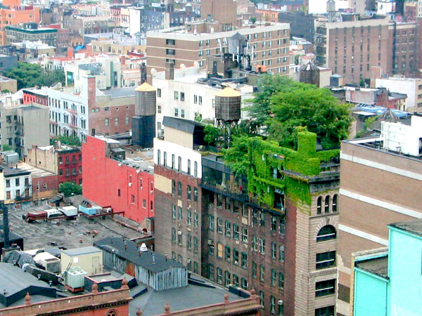 Urban Green Roof